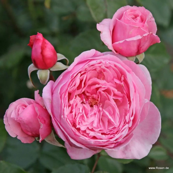 KISS ME KATE®  KISS ME KATE®